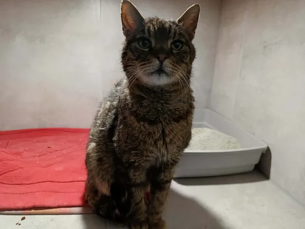 Znaleziono kota, Sosnowiec, 22 kwietnia 2026