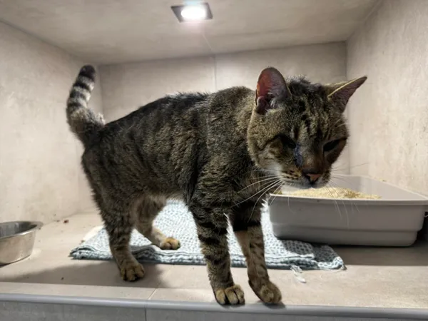 Znaleziono kota, Sosnowiec, 23 kwietnia 2026