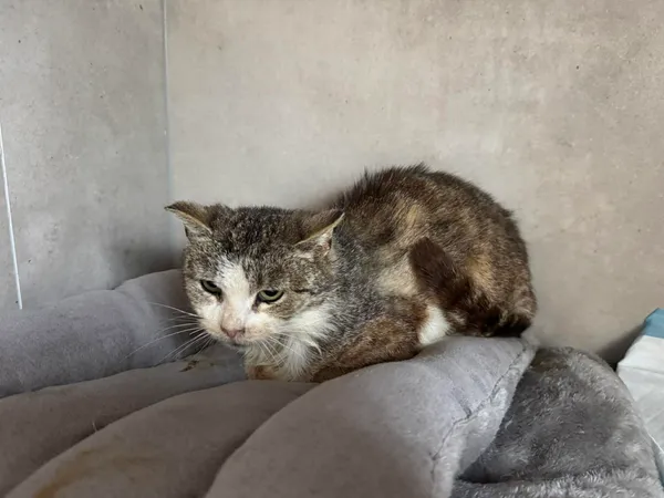 Znaleziono kota, Sosnowiec, 23 kwietnia 2026