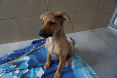 Pies do adopcji, Kraków, 10 kwietnia 2026