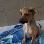 Pies do adopcji