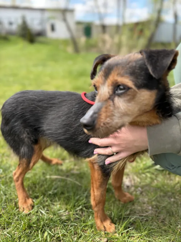 Pies do adopcji, Bełchatów, 5 kwietnia 2026 (1/5)