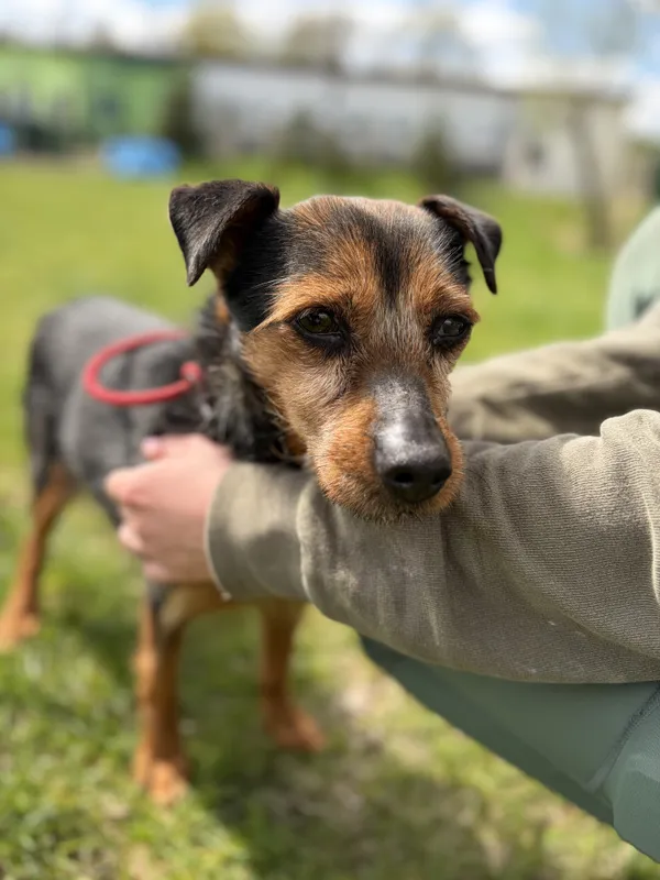 Pies do adopcji, Bełchatów, 5 kwietnia 2026 (2/5)