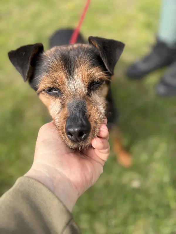 Pies do adopcji, Bełchatów, 5 kwietnia 2026 (3/5)