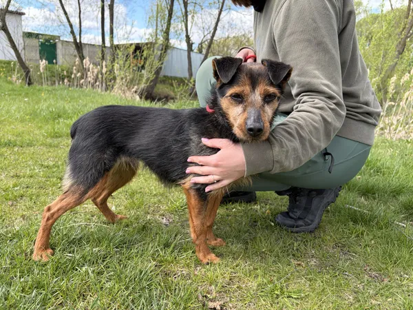 Pies do adopcji, Bełchatów, 5 kwietnia 2026 (4/5)
