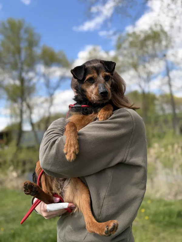Pies do adopcji, Bełchatów, 5 kwietnia 2026 (5/5)