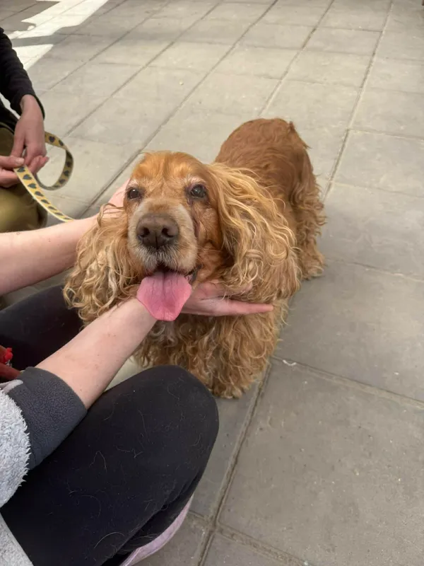 Pies do adopcji, Zgierz, 25 kwietnia 2026 (1/3)