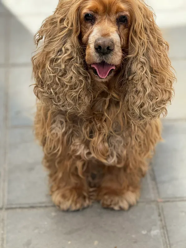 Pies do adopcji, Zgierz, 25 kwietnia 2026 (2/3)