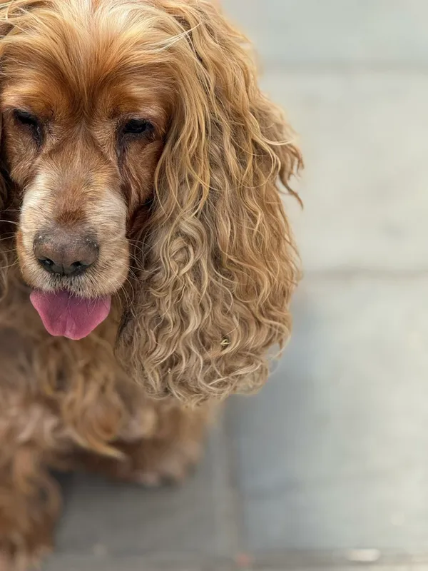 Pies do adopcji, Zgierz, 25 kwietnia 2026 (3/3)