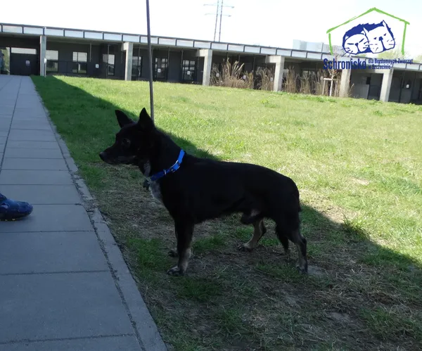 Znaleziono psa, Szczecin, 25 kwietnia 2026 (1/2)