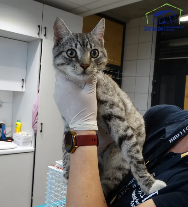 Znaleziono kota, Szczecin, 24 kwietnia 2026