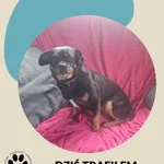 Znaleziono psa