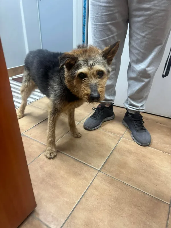 Znaleziono psa, Sosnowiec, 20 kwietnia 2026