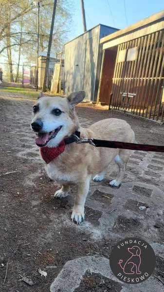 Pies do adopcji, Wolsztyn, 25 kwietnia 2026