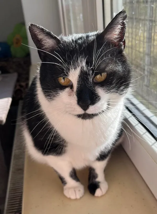 Kot do adopcji, Pionki, 25 kwietnia 2026 (1/5)