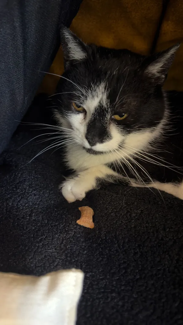 Kot do adopcji, Pionki, 25 kwietnia 2026 (3/5)