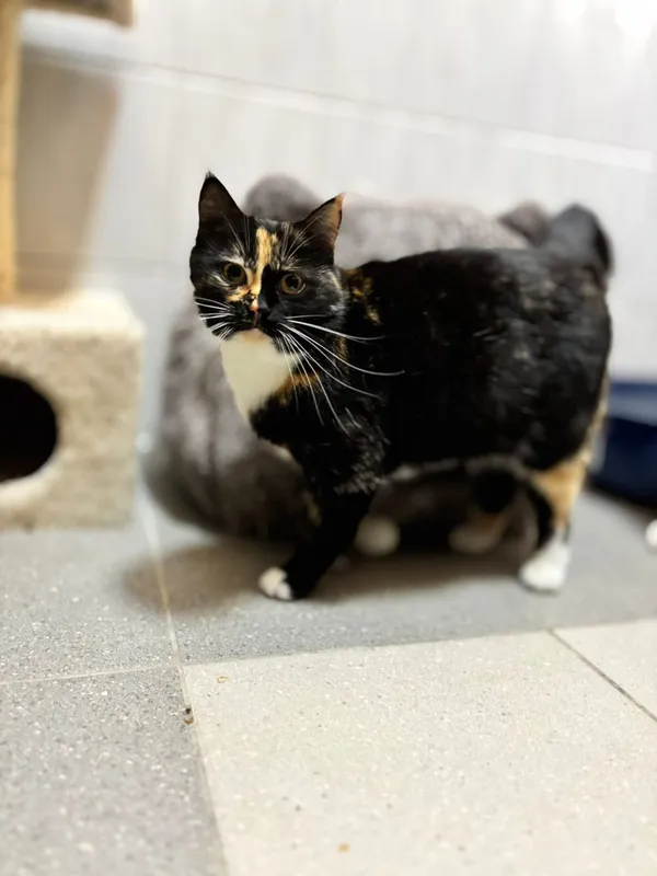 Kot do adopcji, Pionki, 25 kwietnia 2026 (1/5)