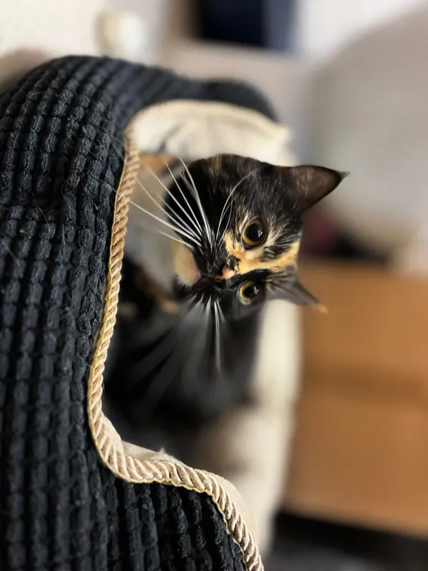 Kot do adopcji, Pionki, 25 kwietnia 2026 (2/5)