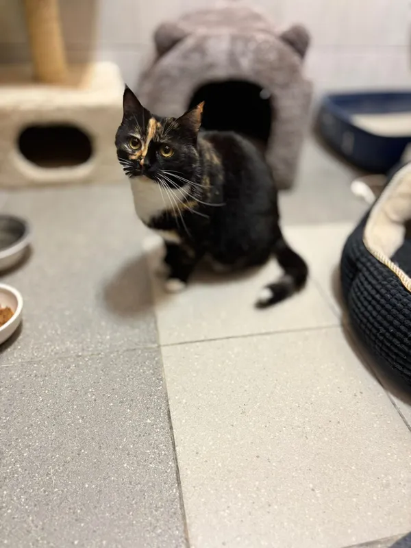 Kot do adopcji, Pionki, 25 kwietnia 2026 (4/5)