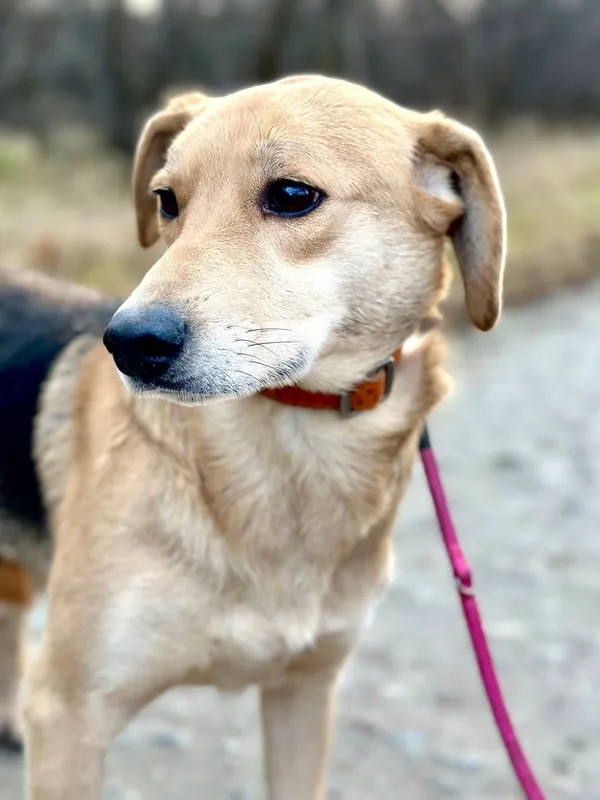 Oddam psa, Olsztyn, Podgrodzie, 26 kwietnia 2026 (1/4)