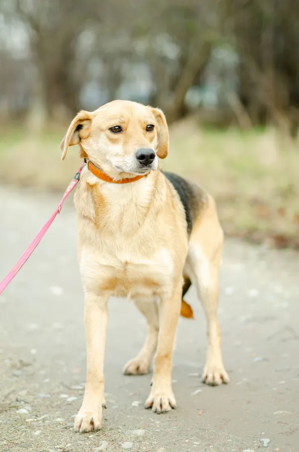 Oddam psa, Olsztyn, Podgrodzie, 26 kwietnia 2026 (2/4)