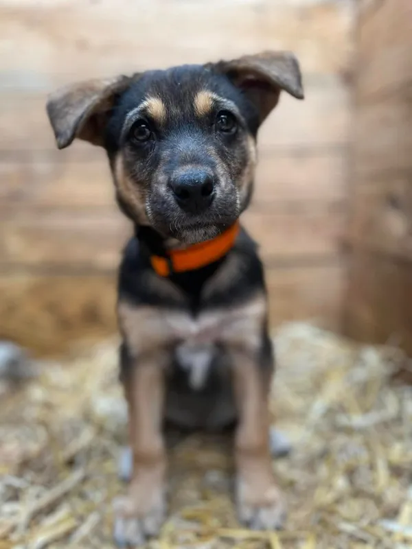 Oddam psa, Olsztyn, Pozorty, 26 kwietnia 2026 (1/2)