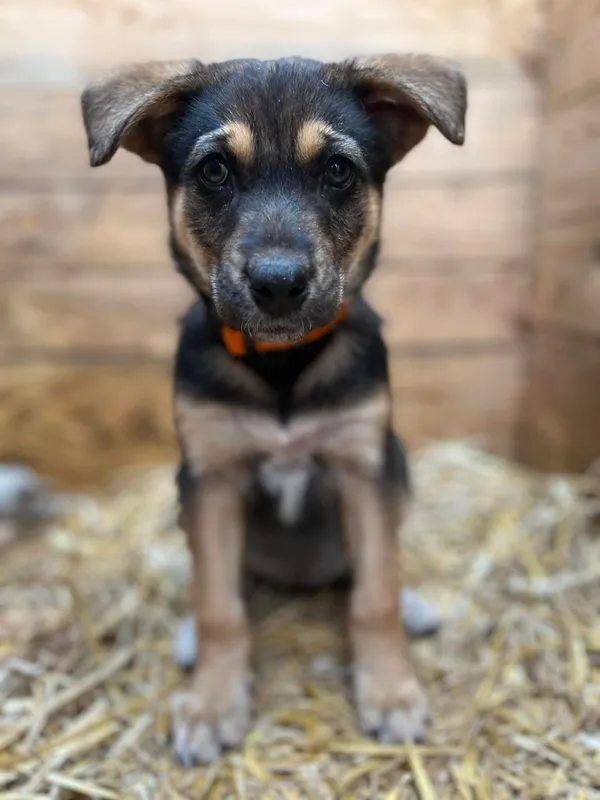 Oddam psa, Olsztyn, Pozorty, 26 kwietnia 2026 (2/2)