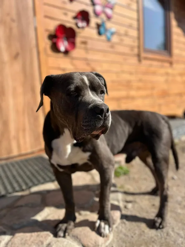 Oddam psa, Olsztyn, Pojezierze, 26 kwietnia 2026 (2/3)