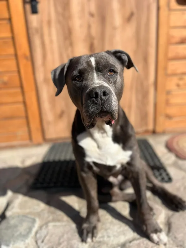 Oddam psa, Olsztyn, Pojezierze, 26 kwietnia 2026 (3/3)