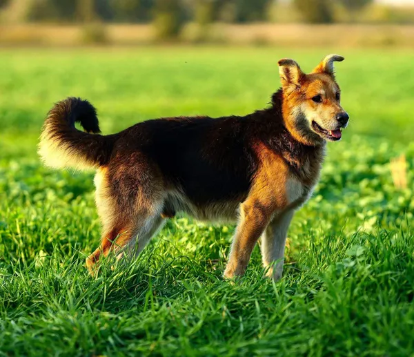 Oddam psa, Olsztyn, Osiedle nad Jeziorem Długim, 26 kwietnia 2026 (2/2)