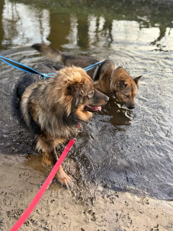 Pies do adopcji, Pionki, 25 kwietnia 2026 (1/5)