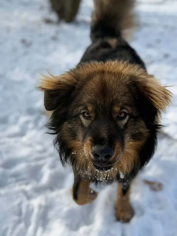 Pies do adopcji, Pionki, 25 kwietnia 2026 (4/5)