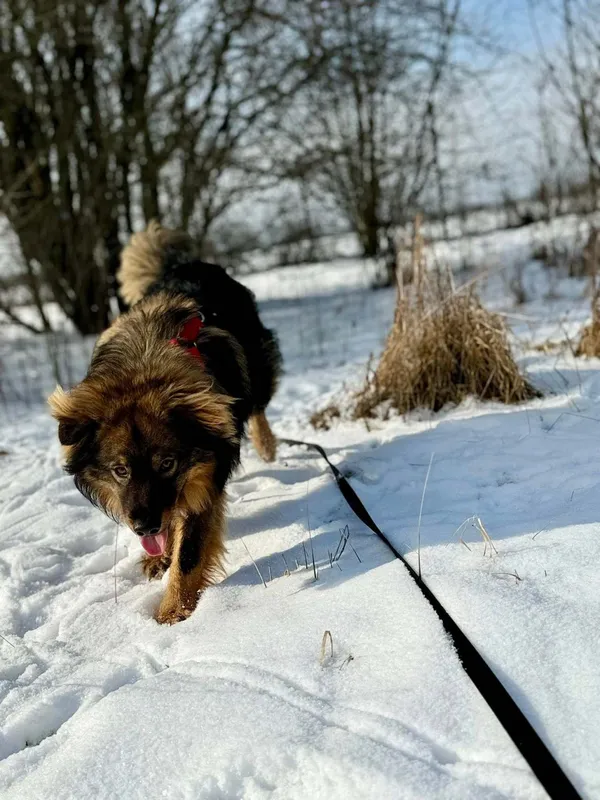 Pies do adopcji, Pionki, 25 kwietnia 2026 (5/5)