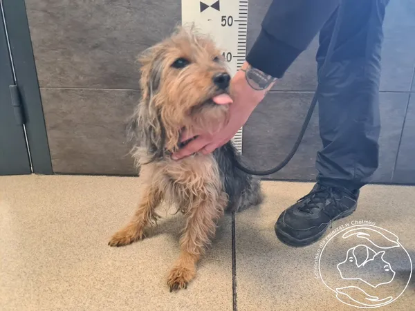 Znaleziono psa, Chełmek, 23 kwietnia 2026