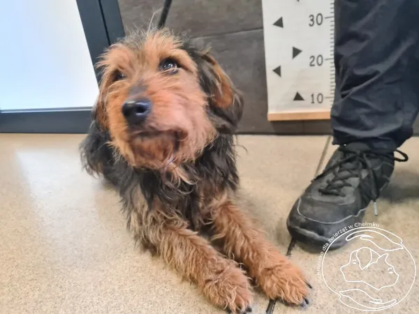 Znaleziono psa, Chełmek, 23 kwietnia 2026