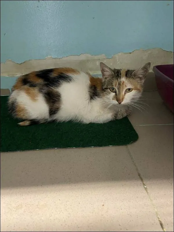 Znaleziono kota, Grudziądz, 25 kwietnia 2026