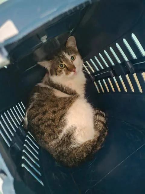 Znaleziono kota, Grudziądz, 26 kwietnia 2026