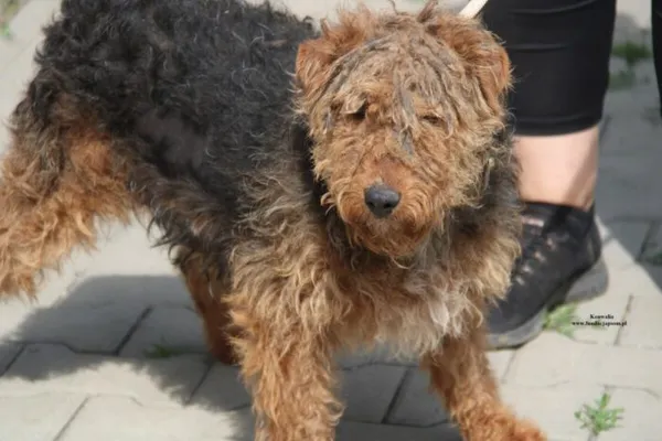 Pies do adopcji, Nowy Dwór Mazowiecki, 25 kwietnia 2026 (3/5)