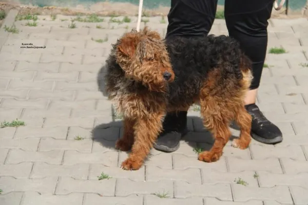 Pies do adopcji, Nowy Dwór Mazowiecki, 25 kwietnia 2026 (4/5)