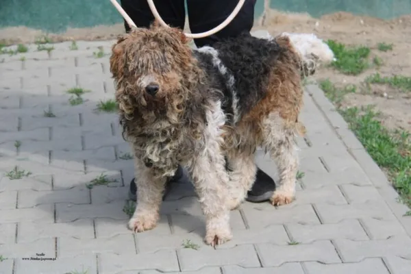 Pies do adopcji, Nowy Dwór Mazowiecki, 25 kwietnia 2026 (1/5)