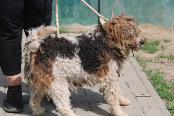 Pies do adopcji, Nowy Dwór Mazowiecki, 25 kwietnia 2026 (2/5)