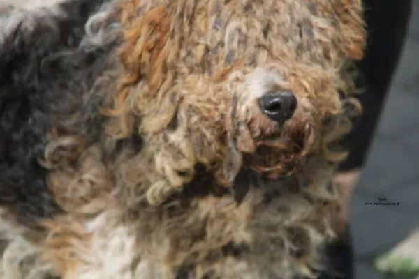 Pies do adopcji, Nowy Dwór Mazowiecki, 25 kwietnia 2026 (3/5)