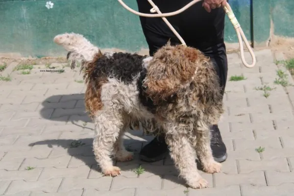 Pies do adopcji, Nowy Dwór Mazowiecki, 25 kwietnia 2026 (4/5)