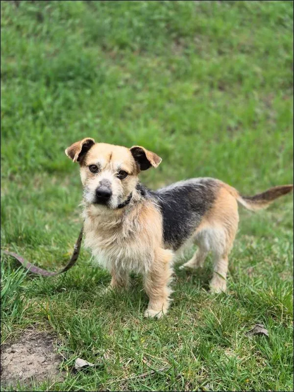 Znaleziono psa, Grudziądz, 7 marca 2026