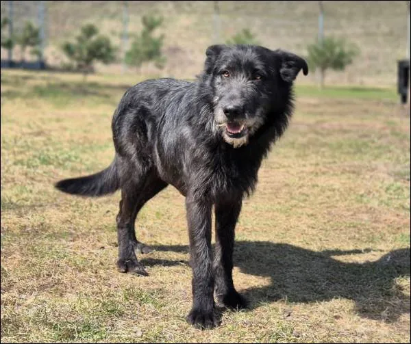 Znaleziono psa, Grudziądz, 23 marca 2026