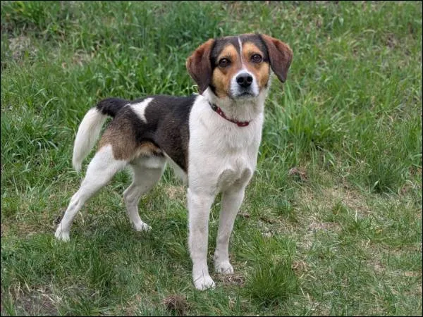 Znaleziono psa, Grudziądz, 4 kwietnia 2026