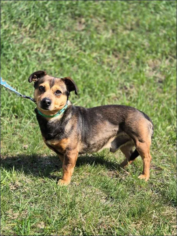 Znaleziono psa, Grudziądz, 12 marca 2026