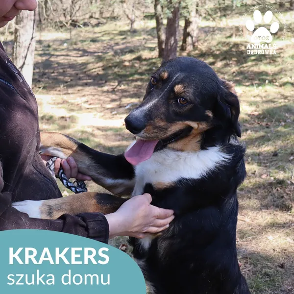Pies do adopcji, Dąbrówka, 25 kwietnia 2026 (1/4)