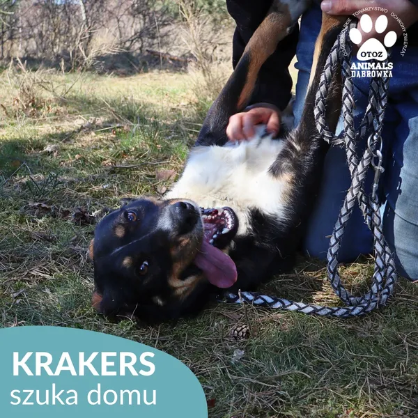 Pies do adopcji, Dąbrówka, 25 kwietnia 2026 (2/4)