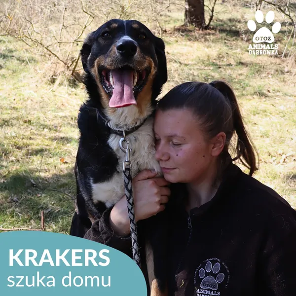 Pies do adopcji, Dąbrówka, 25 kwietnia 2026 (3/4)